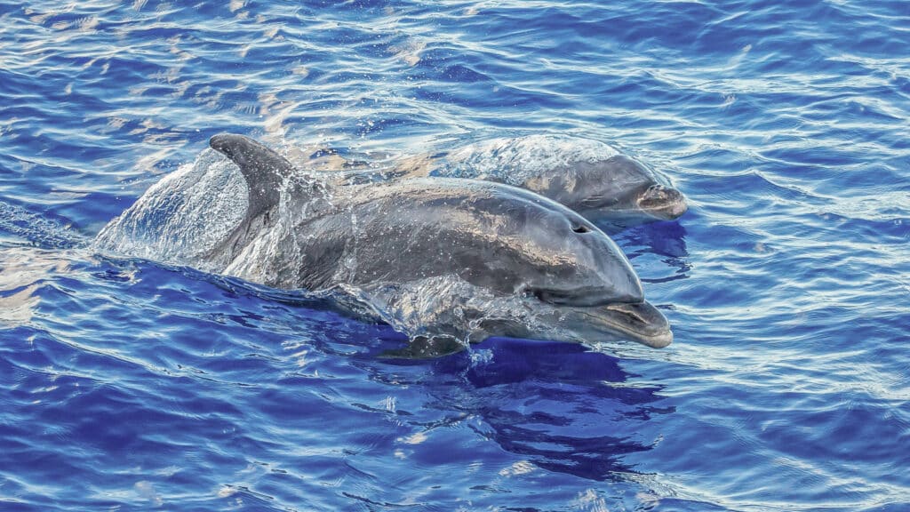 marinelife