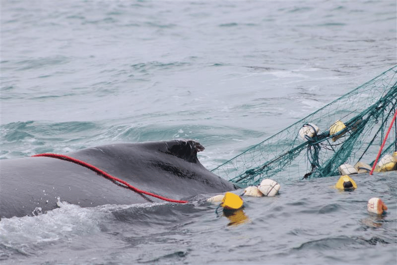 Successful Whale Entanglement Rescue!
