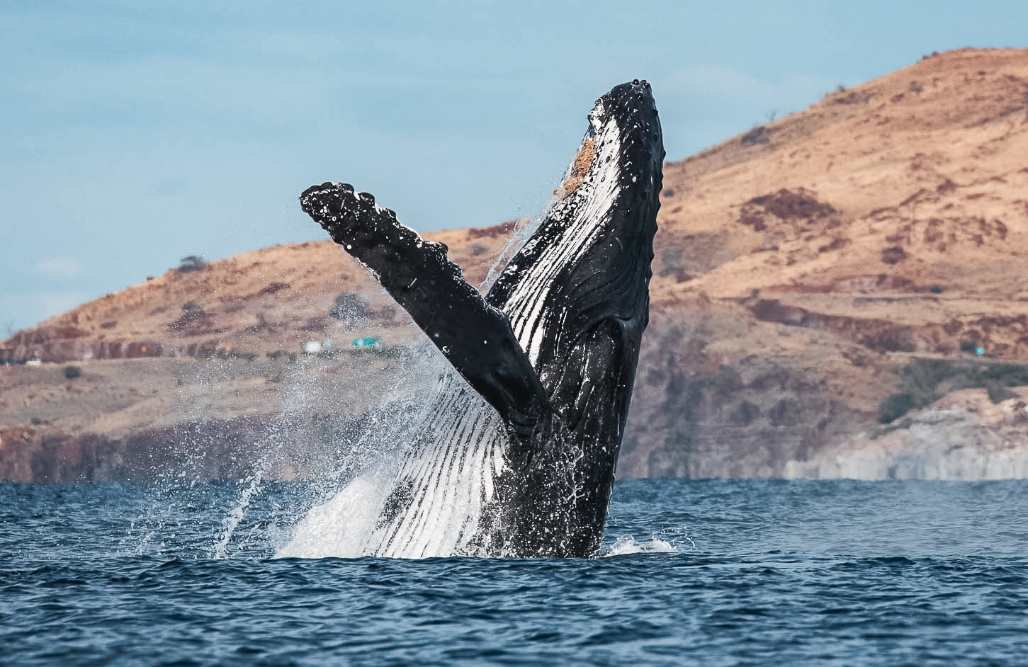 Breaching may help whales communicate, play, or remove parasites. Photo by Selket Kaufman