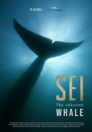 SEI the Unknown Whale (Argentina)