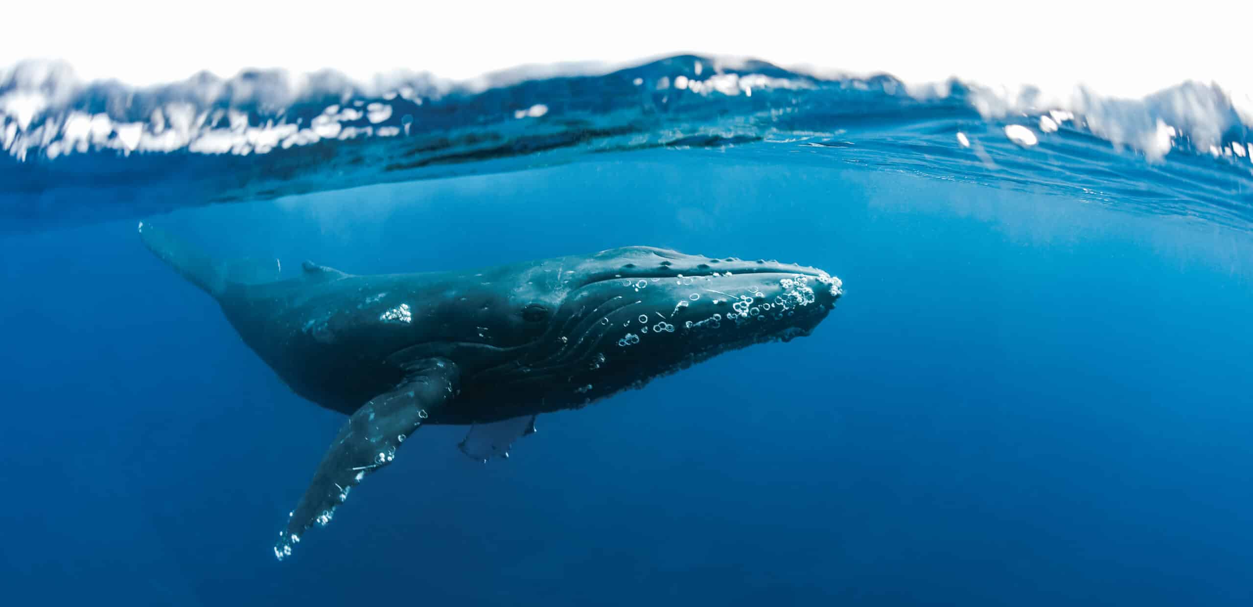 Photo by Monica and Michael Sweet