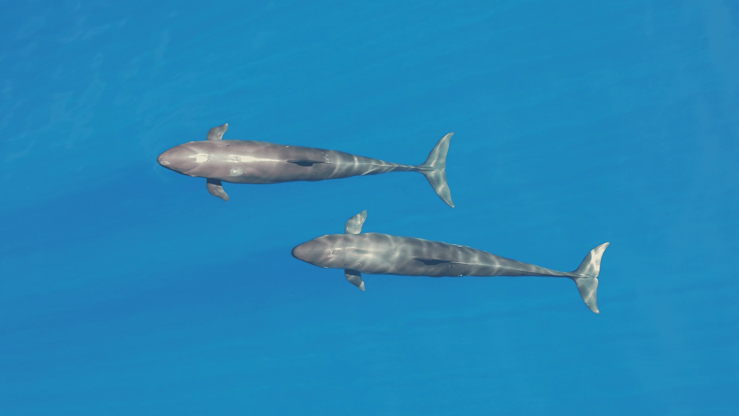 Only 139 Left: Research Shows Hawaii's Rarest Whales Running Out Of Food