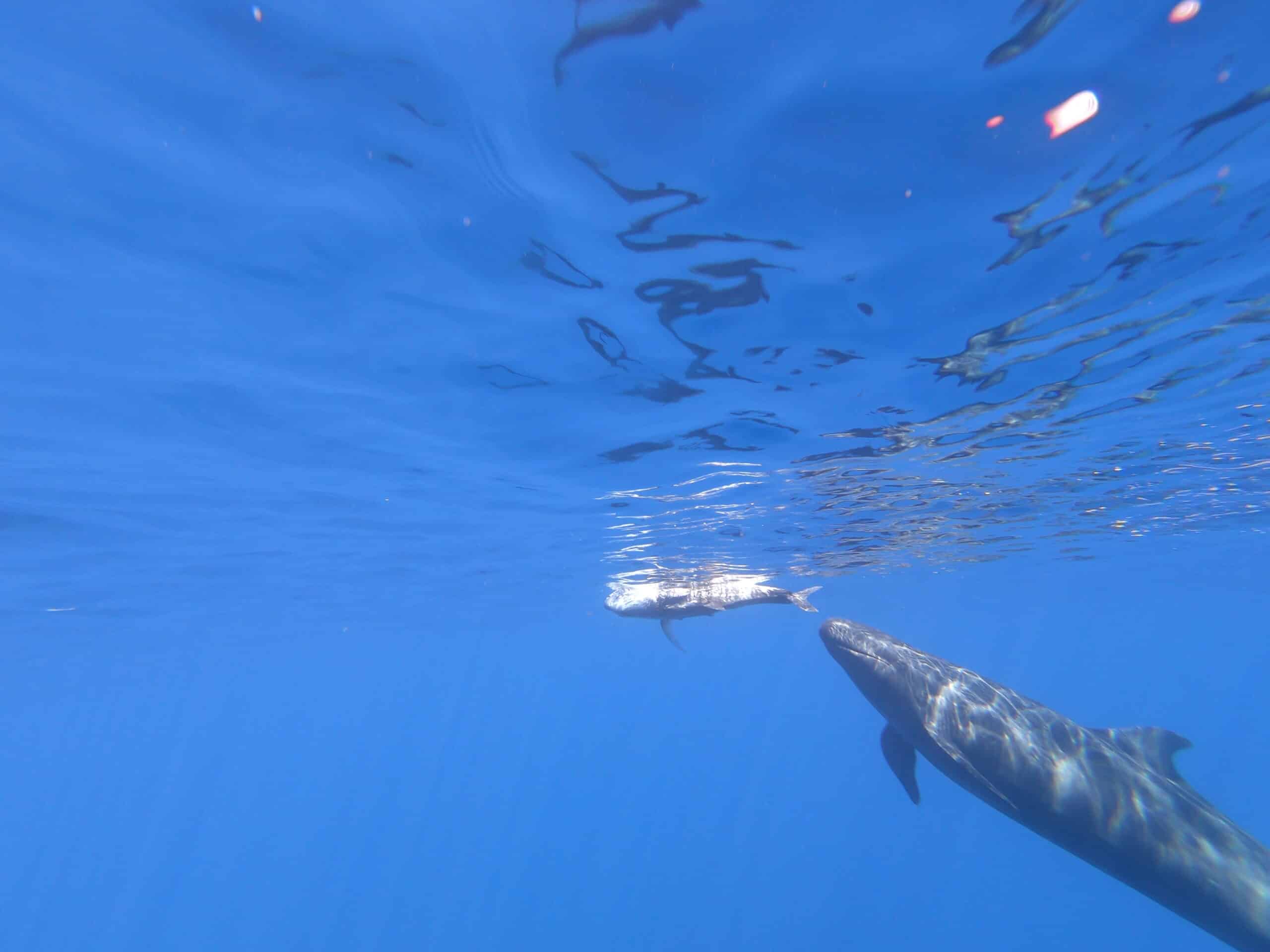 Hawaiʻi's endangered false killer whales show signs of nutritional stress
