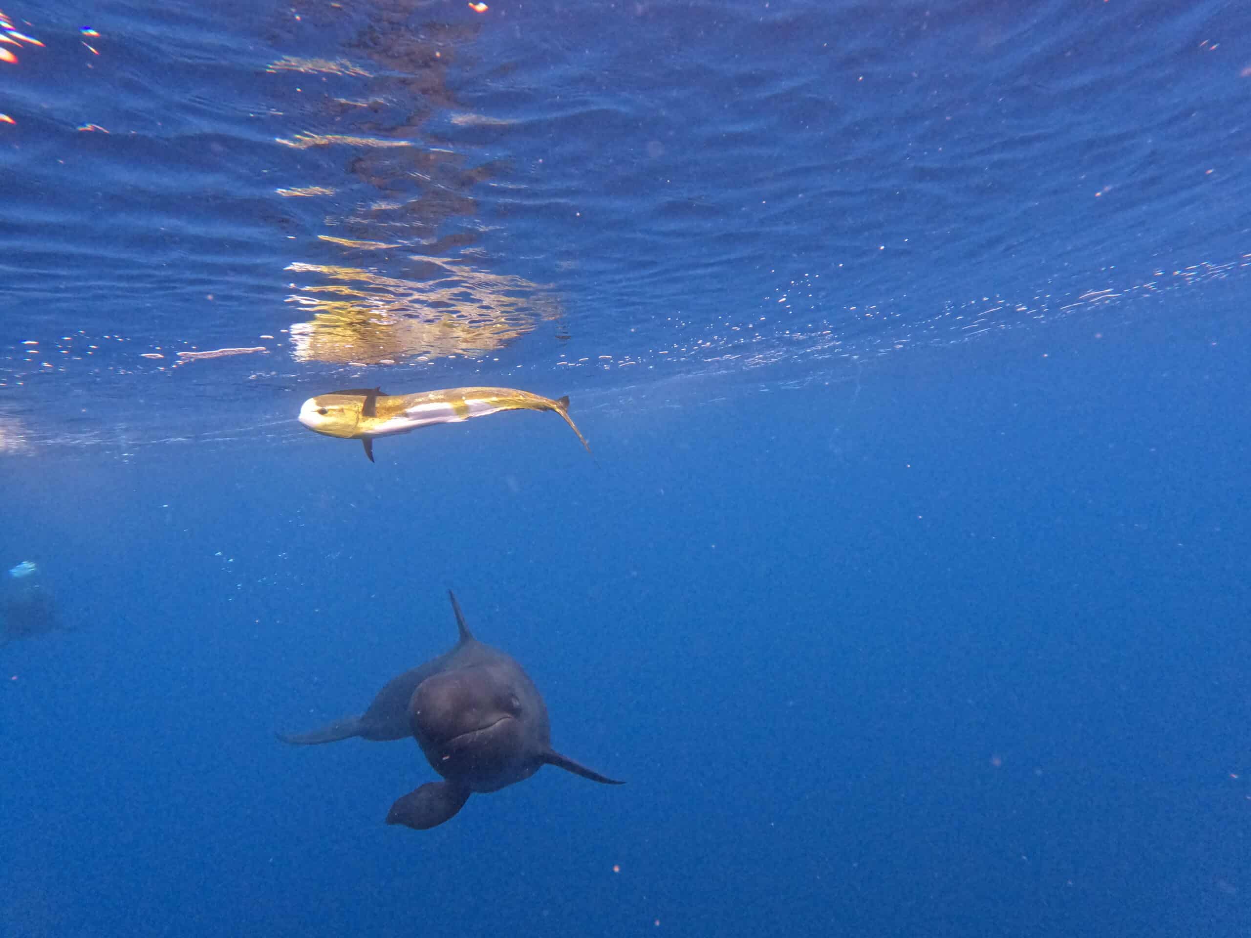 Hawaiʻi's Last False Killer Whales Are Starving in a Warming Sea