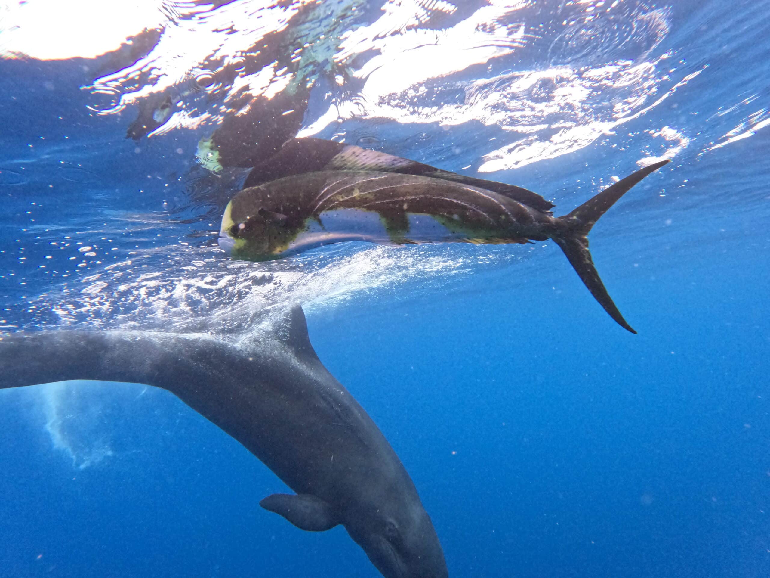 Hawaiʻi's Imperiled False Killer Whales Are Going Hungry