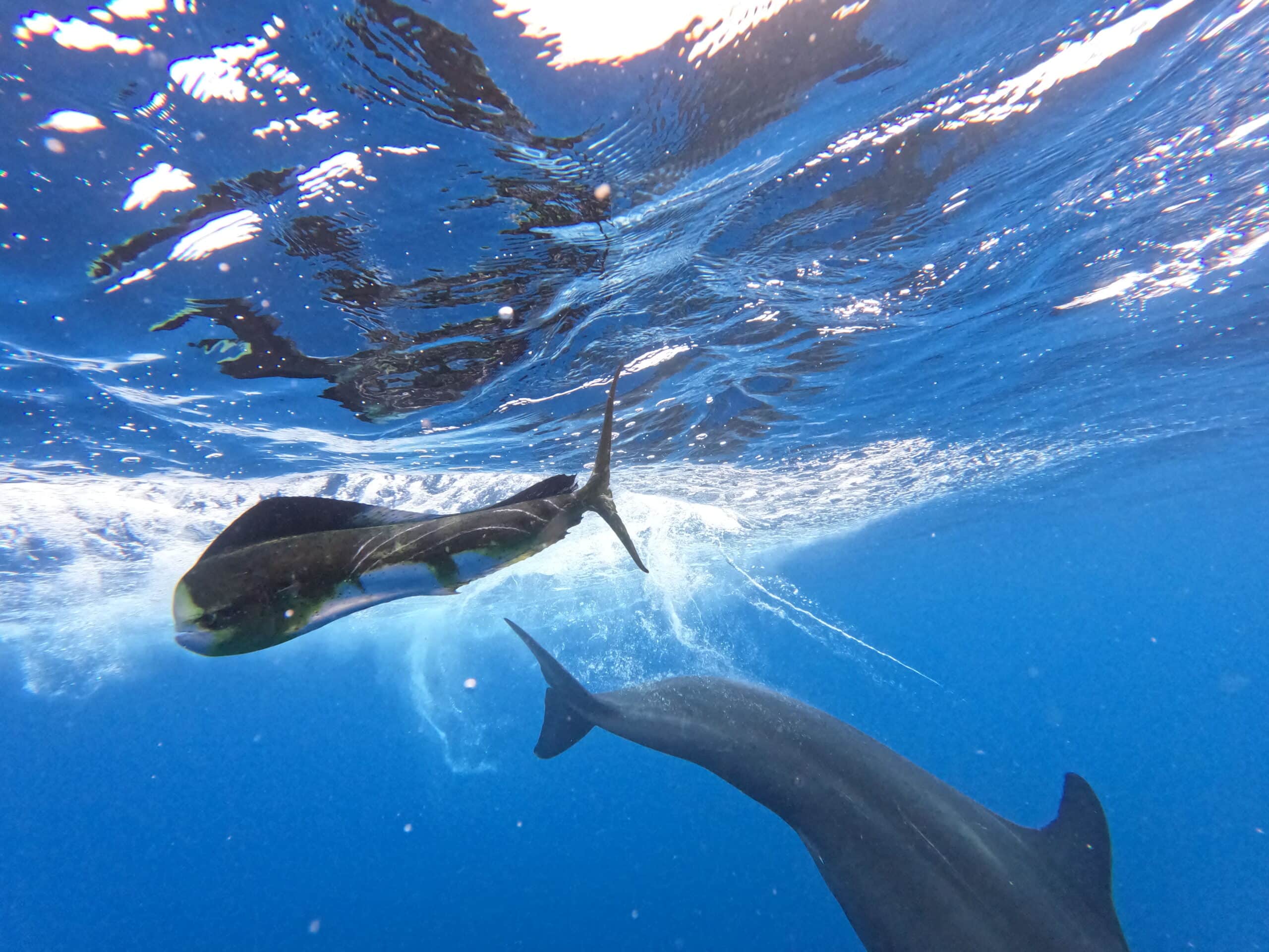 Endangered Hawaiian whales are losing hundreds of pounds in just weeks