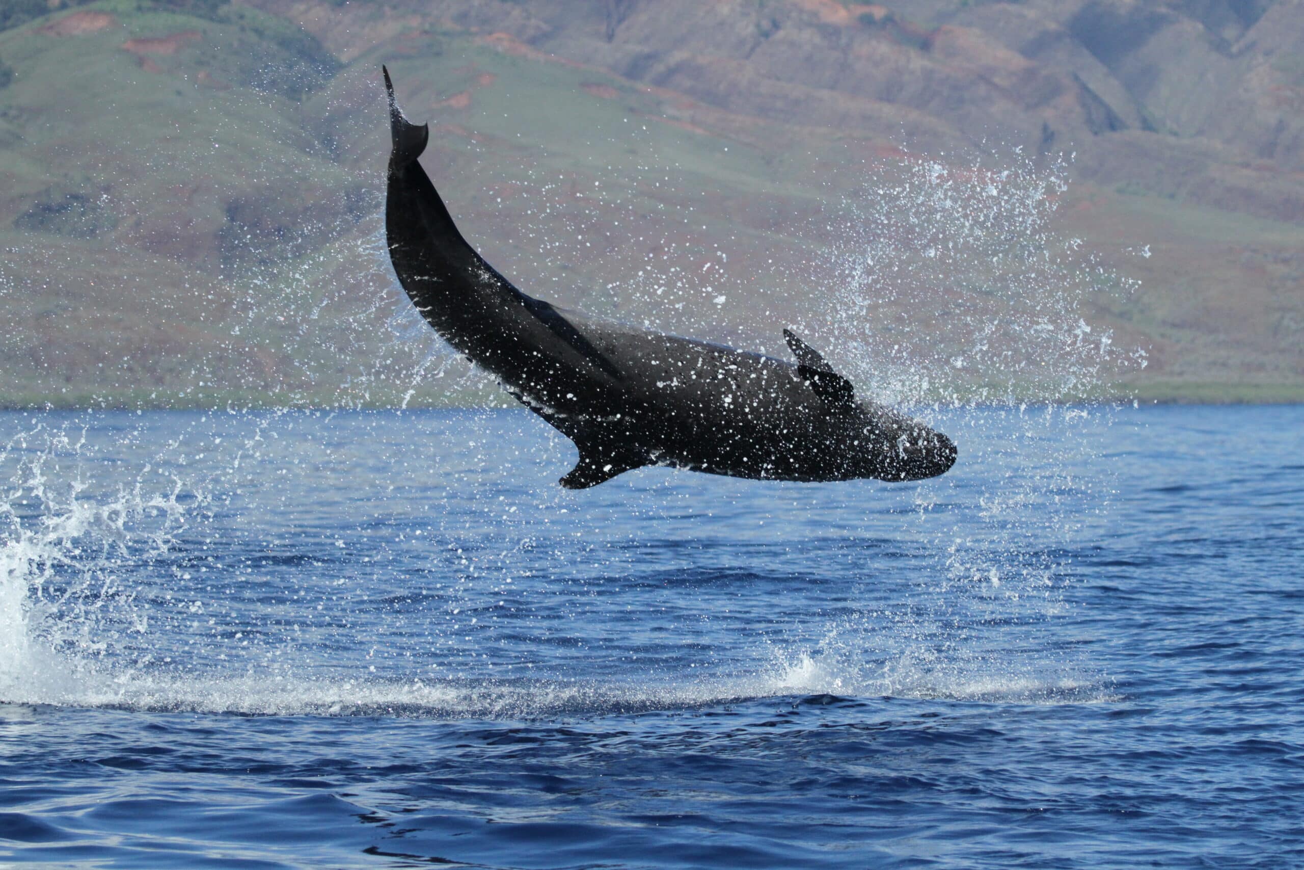 Hawaii's False Killer Whales Are Wasting Away