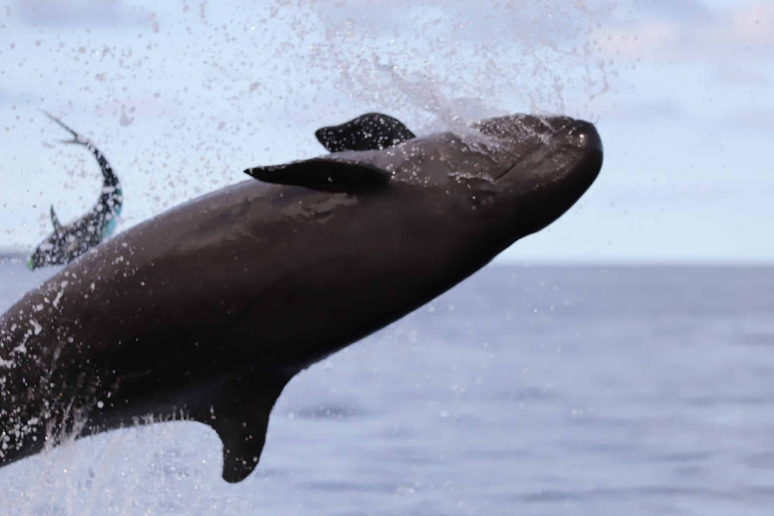 False Killer Whales In One Of The Last Groups On Earth Are Declining Fast At 3.5 Percent Per Year