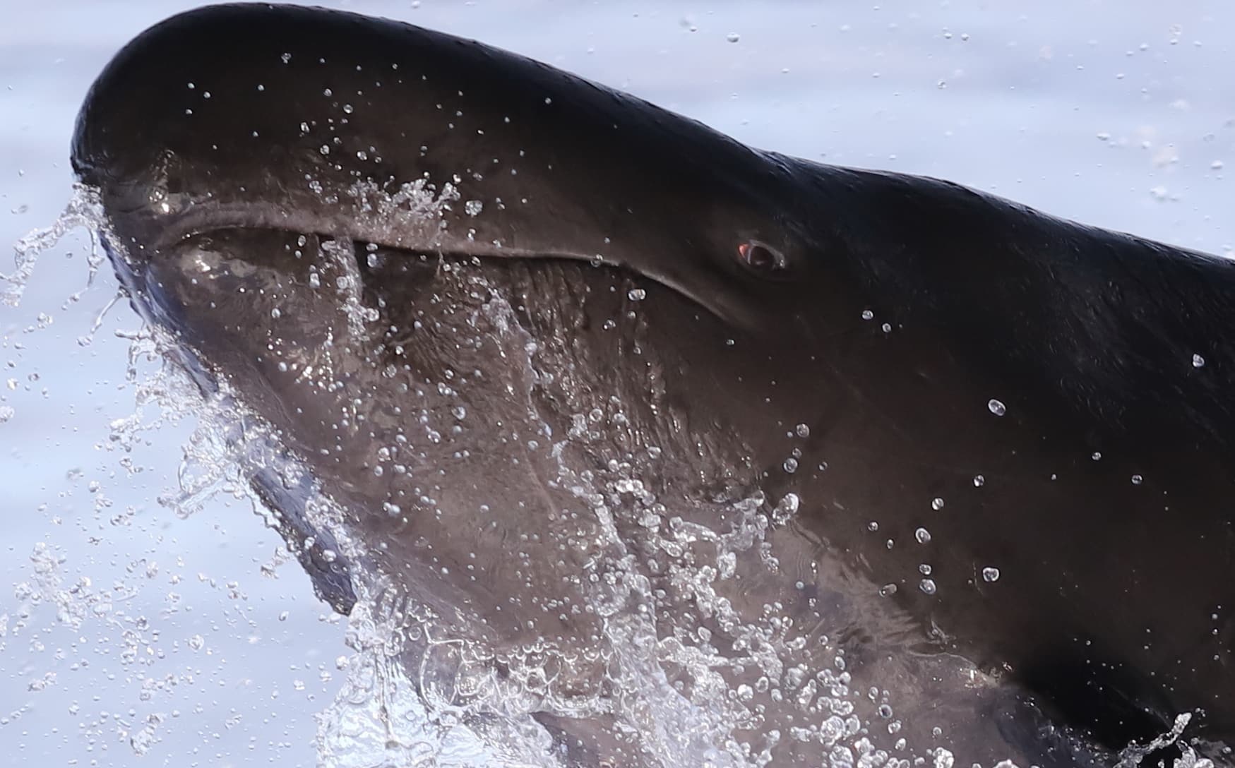 False Killer Whales in Hawaiʻi Are Rapidly Declining, With Fewer Than 140 Individuals Remaining
