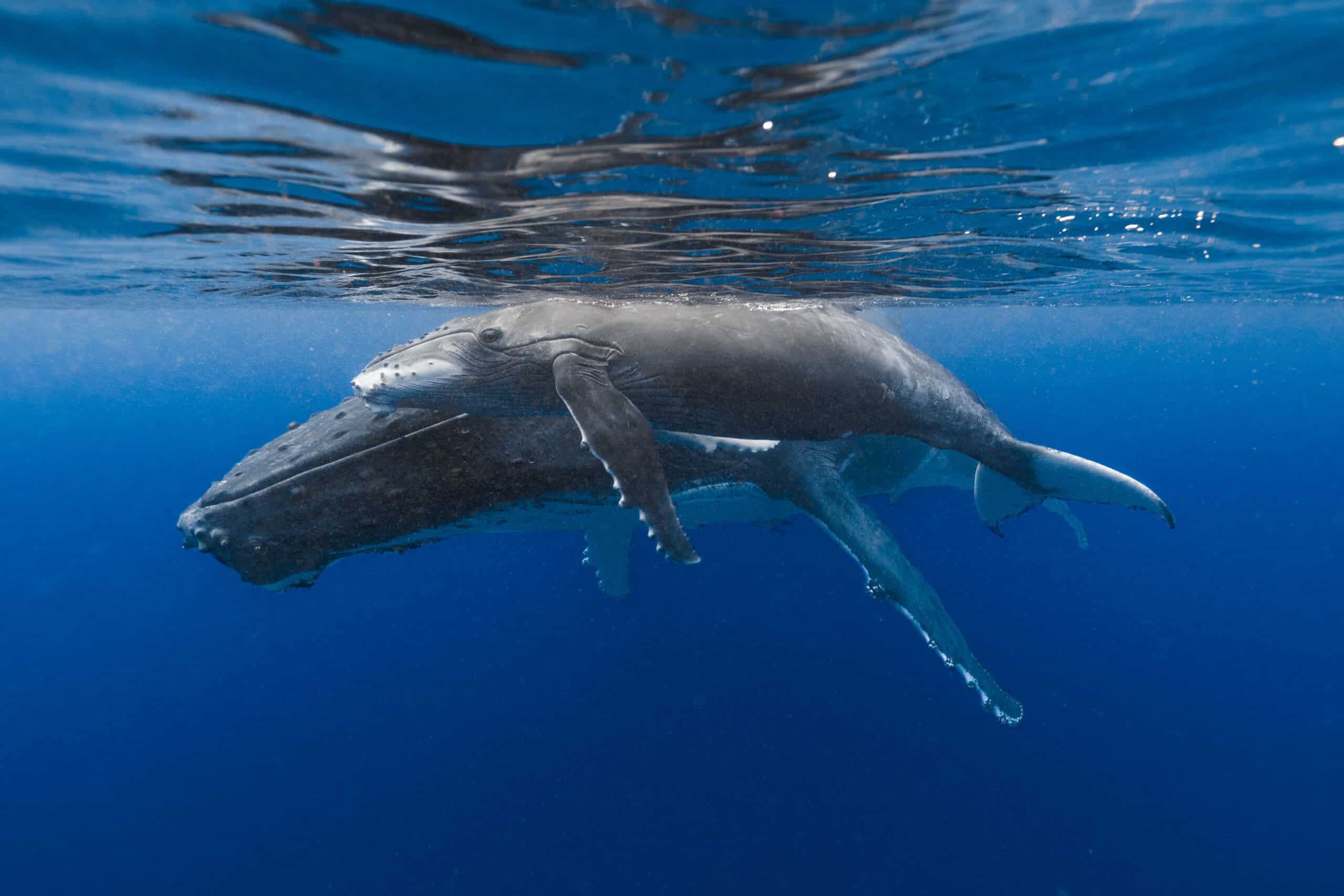 Rob Owen Photos Underwater photos are to be used for PWF only and should not represent any PacWhale Eco-Adventures cruises including whalewatches.
