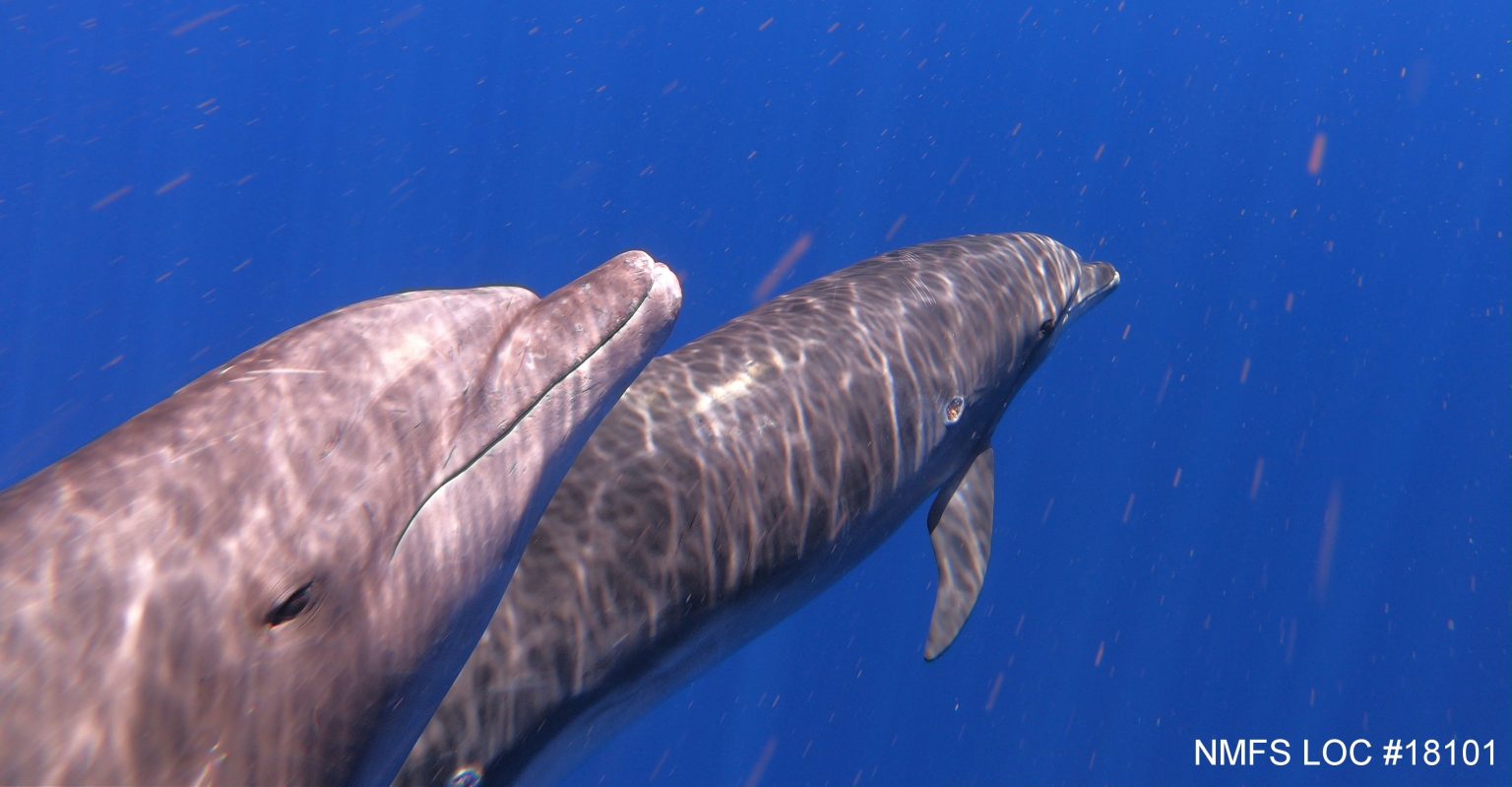 An underwater image of bottlenose dolphins swimming.