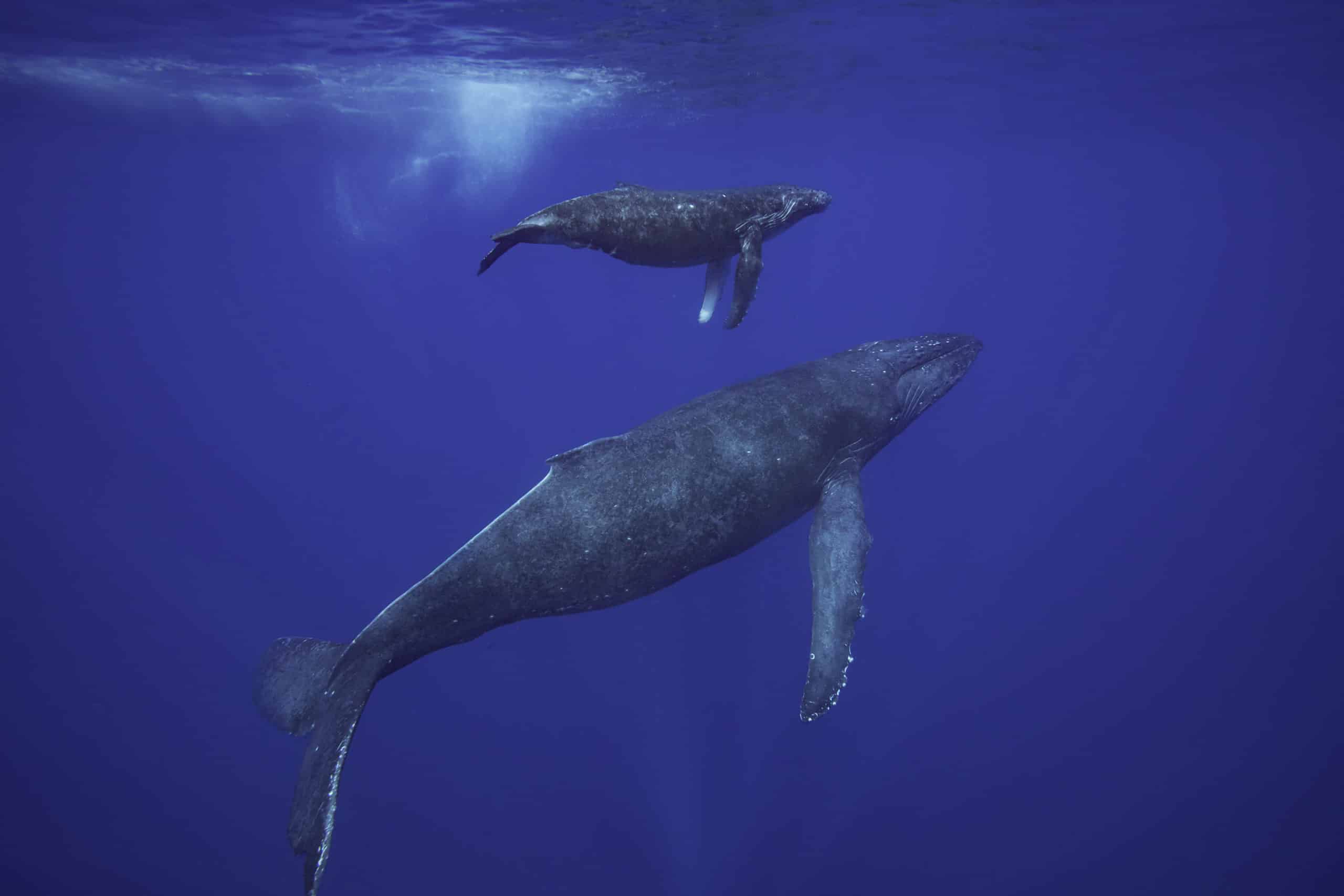 MOTHER AND CALF HUMPBACK WHALES, Megaptera novaeangliae, HAWAII.