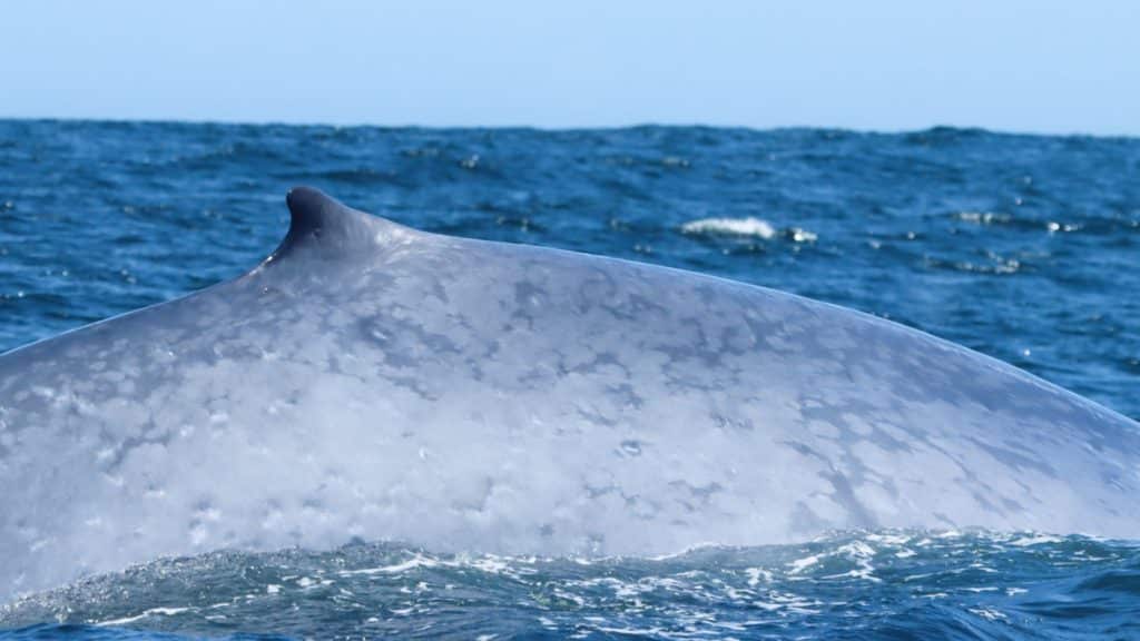 Blue-whale