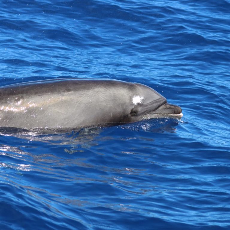 Bottlenose Dolphins | Pacific Whale Foundation