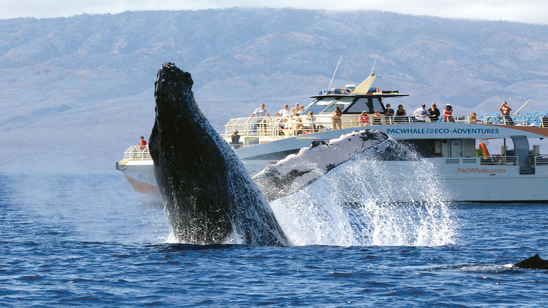 Whale Watch | Pacific Whale Foundation