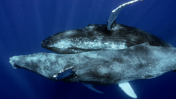 Two male humpback whales swimming in the ocean.