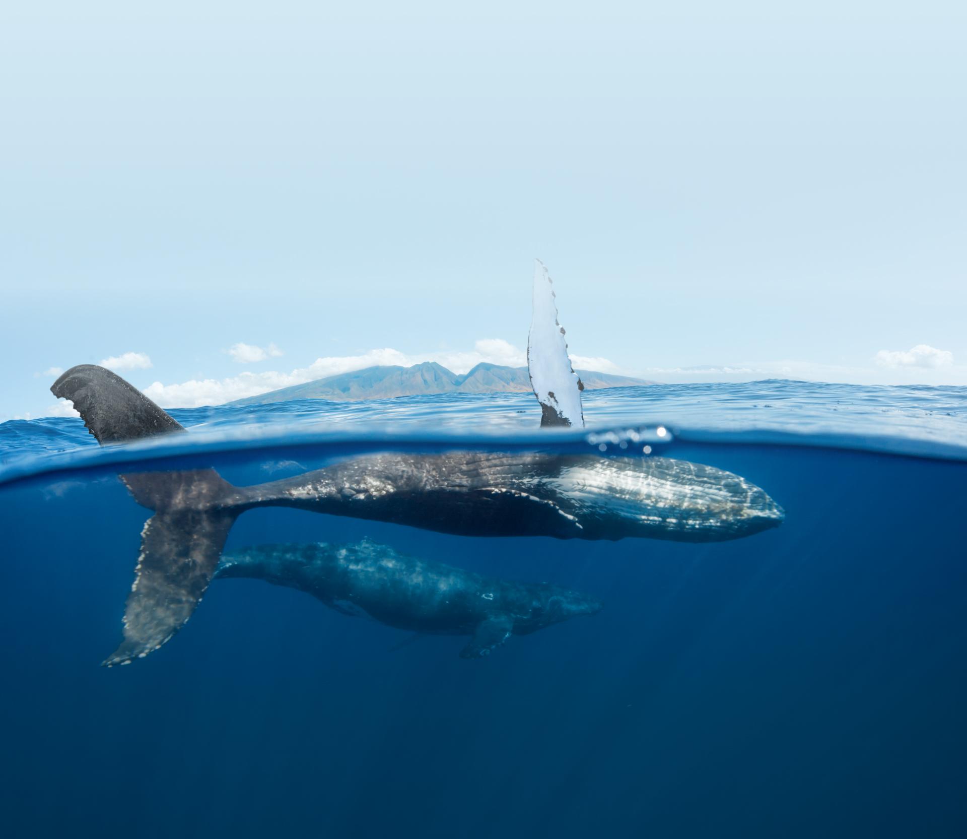 Al LeBlanc Pacific Whale Foundation Al LeBlanc Pacific Whale Foundation