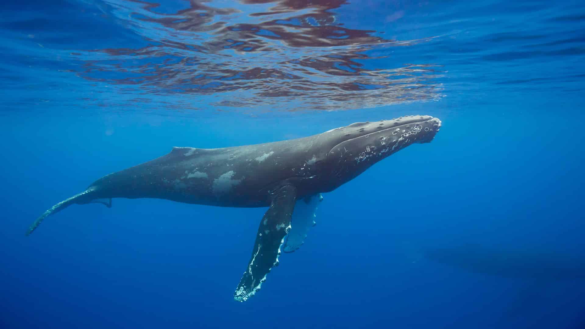 Go Slow – Whales Below | Pacific Whale Foundation