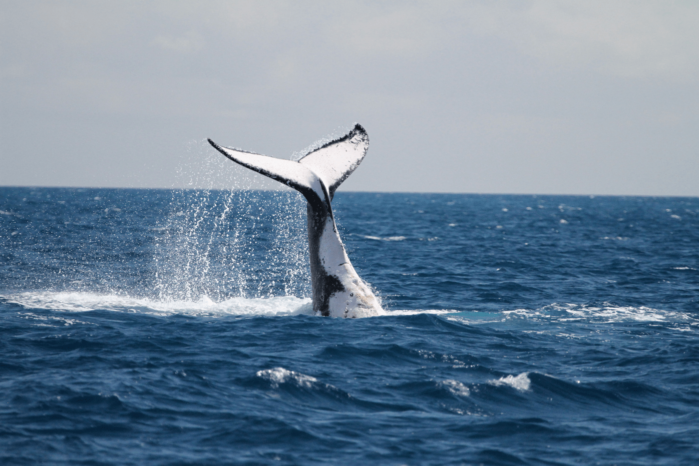 How can you tell a male and female humpback whale apart? | Pacific Whale  Foundation