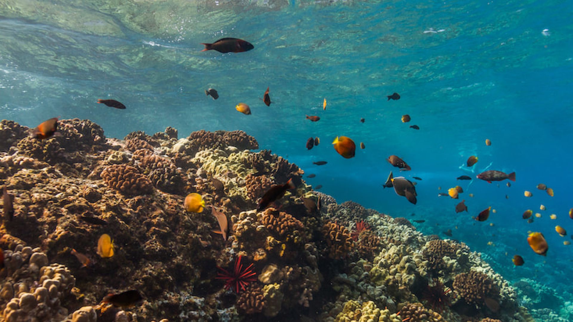 How to Protect Coral Reefs for World Oceans Day | Pacific Whale Foundation