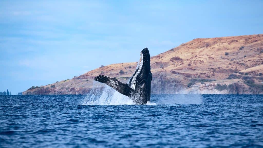 Whales | Pacific Whale Foundation