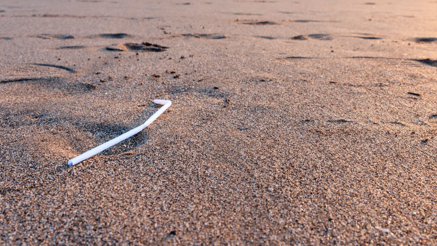 Plastic Straws Are Harming Oceans and Marine Wildlife — Skip the Straw