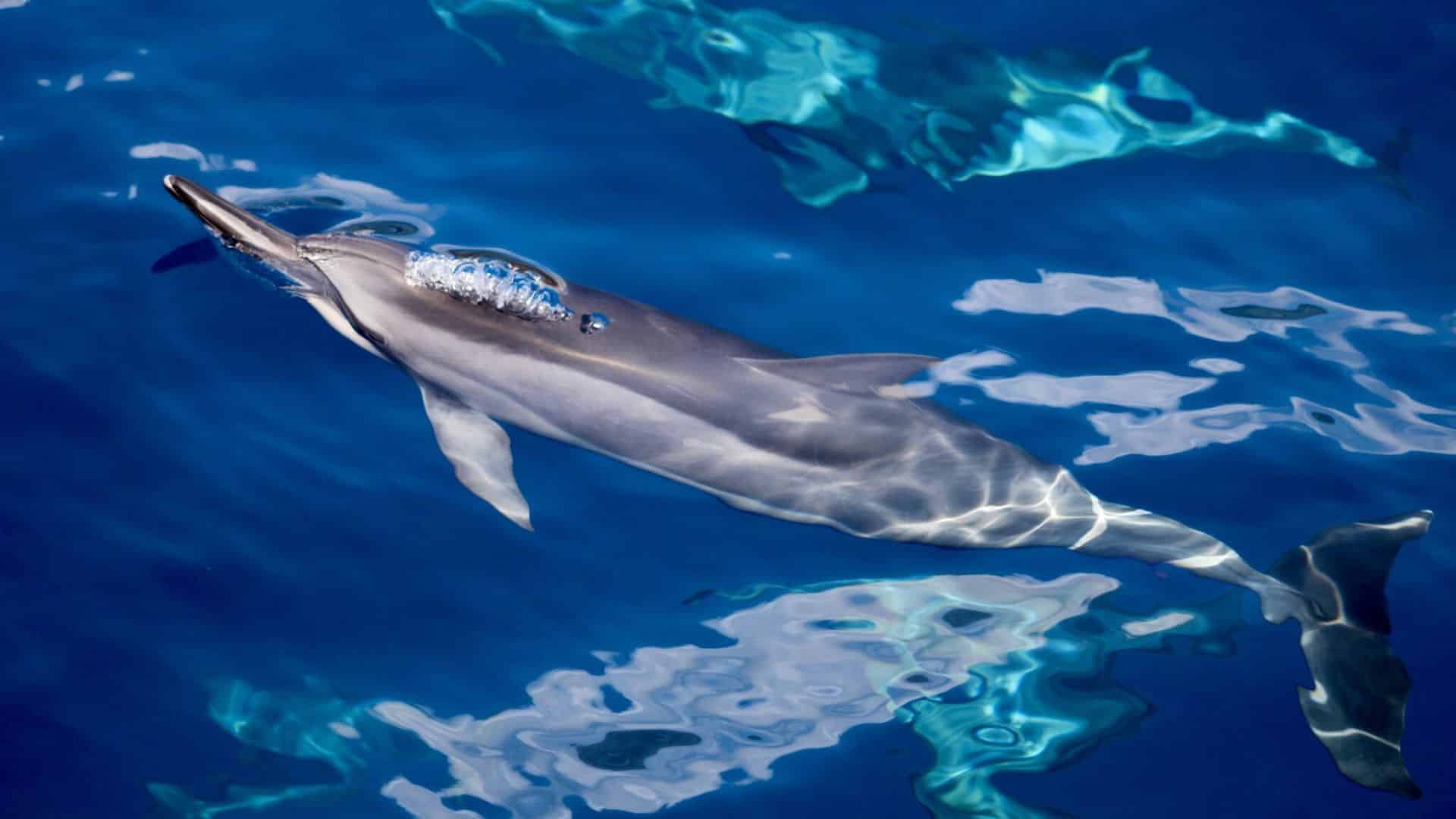 Spinner Dolphin Approach Limit