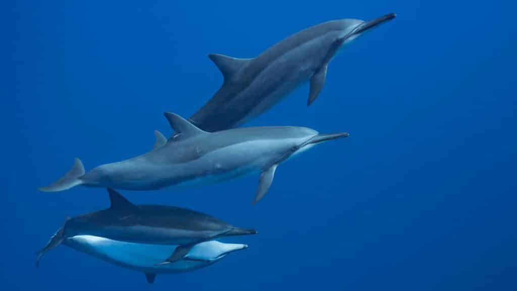 Spinner Dolphins | Pacific Whale Foundation