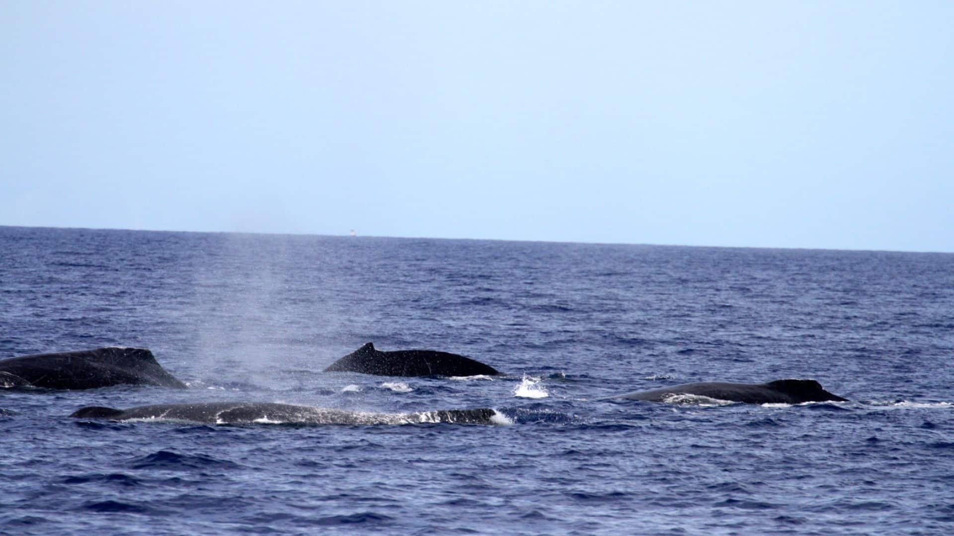 Why Do Whales Sing? - Pacific Whale Foundation